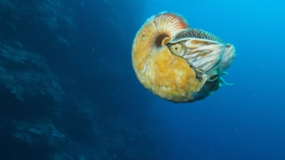 Biologist Spots Rare Slimy Nautilus for First Time in 30 Years