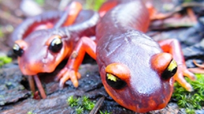 Biologists urge FWS to ban importation of Asian salamanders