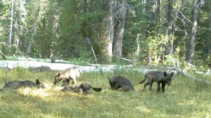 CA: Rare gray wolf pack spotted on trails