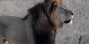 Cecil the Lion: Dentist Reportedly Hires Security Firm to Guard Florida Home