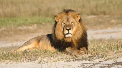 ‘Cecil the Lion’ trail Postponed by Zimbabwe Judge