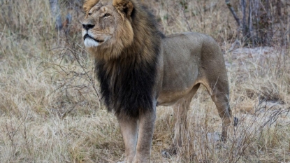 Conflicting reports emerge on fate of Cecil the lion’s brother