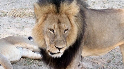 Cecil the lion’s brother Jericho illegally killed by hunters on Saturday