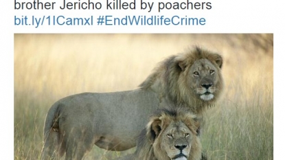 Cecil the lion’s brother illegally killed by hunters on Saturday