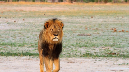 Cecil the lion’s cub killed by rival male