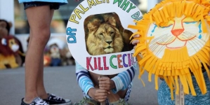 Cecil the lion update: Zimbabwe accuses Pa. hunter; hunting near park ends