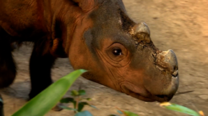 Cincinnati Zoo Sends Last Sumatran Rhino To Indonesia