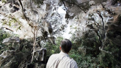 Communal spider web discovered in Dallas, Texas by “TAMU” scientists