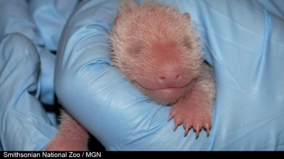 Panda twin born at US zoo dies after four days