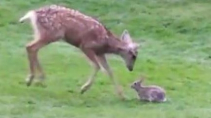 Deer And Rabbit In Colorado Play Together