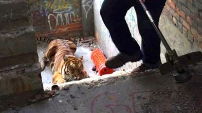 Live tiger reported inside Detroit’s Packard Plant, police on scene