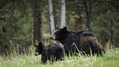 Drones freak out animals, say scientists