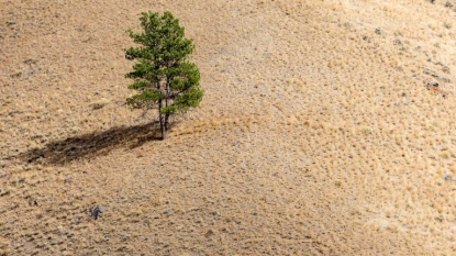 Droughts Hasten Climate Change by Impairing the Ability of Forests to Store