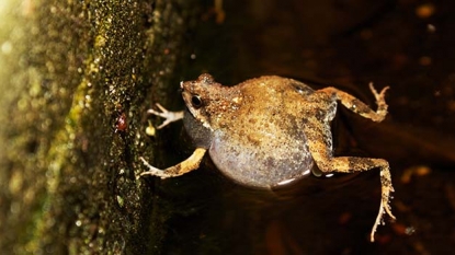 Female Tungara Frogs May be ‘Irrational’ When Choosing Their Mate