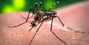 First Case Of West Nile Of The Season Found In South County