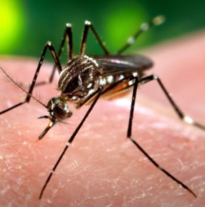 First Case Of West Nile Of The Season Found In South County