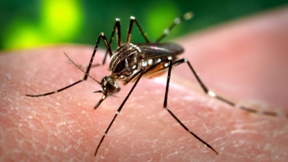 First Case Of West Nile Of The Season Found In South County