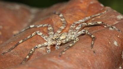 ‘Flying’ spiders glide from trees, control where they land