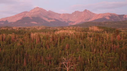 Forests recovering from Droughts show reduced Carbon Storage Capacity