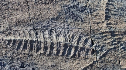 Fossil and Earliest Reproduction: 565-Million-Year-Old Canadian Organism