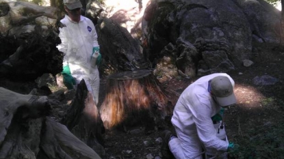 Georgia native may be second Yosemite plague victim, health officials say