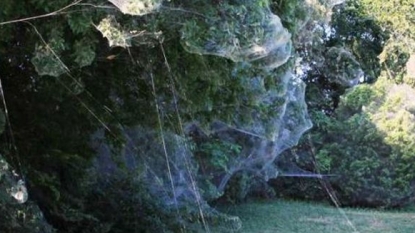 Giant Spider Webs Appear In Dallas Suburb Of Rowlett