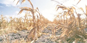 Intense storms, droughts and heat-waves could lead to food scarcity