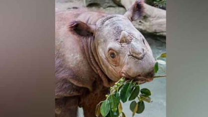 Last Sumatran rhino in United States sent away to help save species