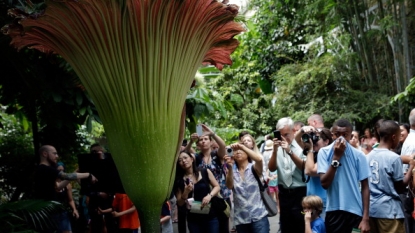 Huge corpse flower’s ‘water broke’, but it still hasn’t bloomed