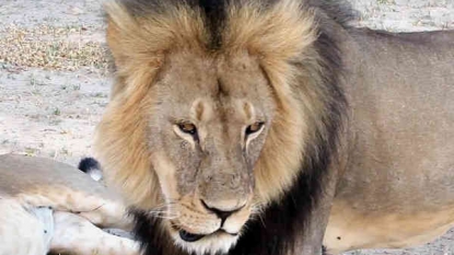 Human Rights Violator Zimbabwe Talks Tough on American Lion Hunter