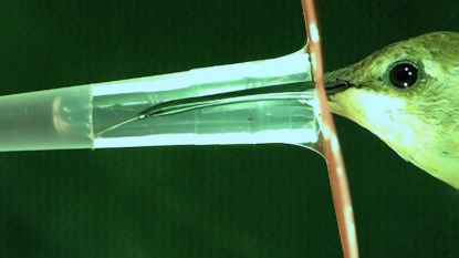 Hummingbird Tongues Act Like Micropumps To Draw In Nectar