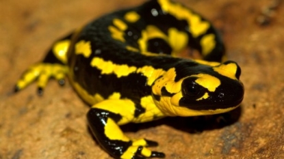 Imported Salamanders Bring Deadly Fungus to the US