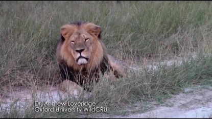 Jericho, Cecil the lion’s brother, killed