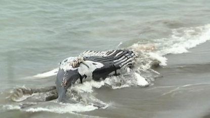 Dead humpback whale found on Bay Area beach