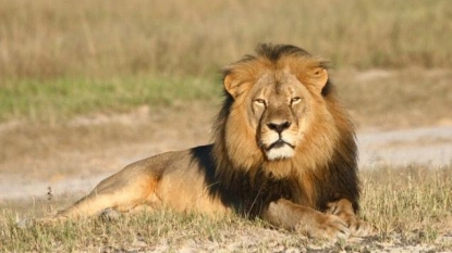 Lion-Killing Dentist’s Holiday Home Vandalised