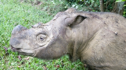 Sumatran Rhino Disappears From Malaysian Jungles