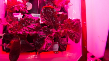 Madison-based company celebrates success of space lettuce