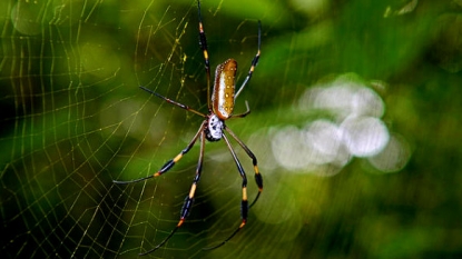 Massive ‘Communal’ Spider Webs Emerge in Dallas Suburb