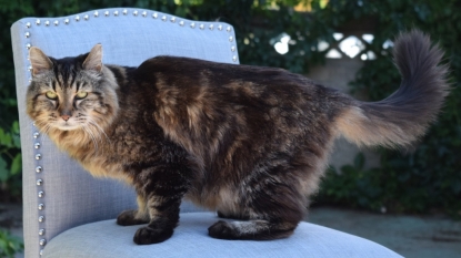 Meet Corduroy, the Oldest Cat in the World