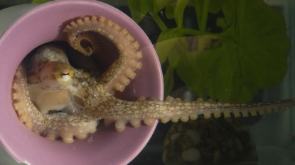 Scientists sequence octopus genome: A better understanding of cephalopods?