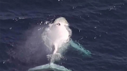 Migaloo off Gold Coast? Whale watchers disagree on what whale they watched