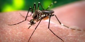 Miss health officials: 4 new human cases of West Nile virus