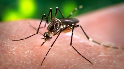 Miss health officials: 4 new human cases of West Nile virus