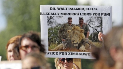 More than £300000 raised for Cecil the lion