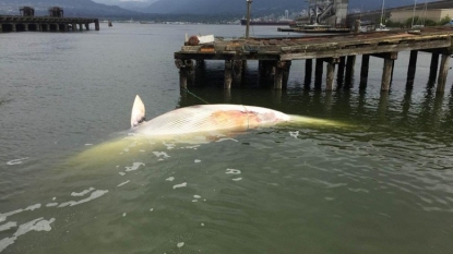 Mystery Surrounds ‘Unusual’ Death of 30 Large Whales in Alaska