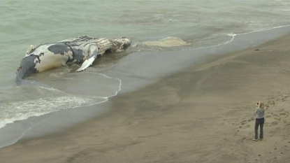 Dead whale washes up on Pacifica shore