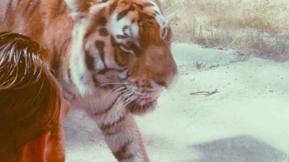 Naked Woman, Tiger In Photo Shoot At Detroit Packard Plant