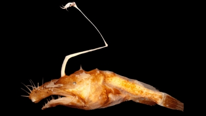 New Deep-Sea Anglerfish is Something Out of Nightmares