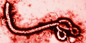 New Ebola Vaccine Is ‘Highly Effective’