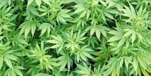 New York state picks 5 to grow, dispense medical marijuana